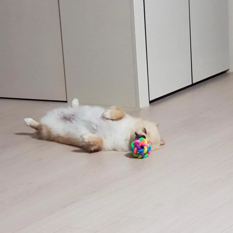 遊んでいるうちに寝落ちしてしまったポメラニアンｗｗｗメルヘンすぎる世界観になってるｗｗｗ
