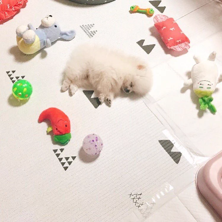 遊んでいるうちに寝落ちしてしまったポメラニアンｗｗｗメルヘンすぎる世界観になってるｗｗｗ