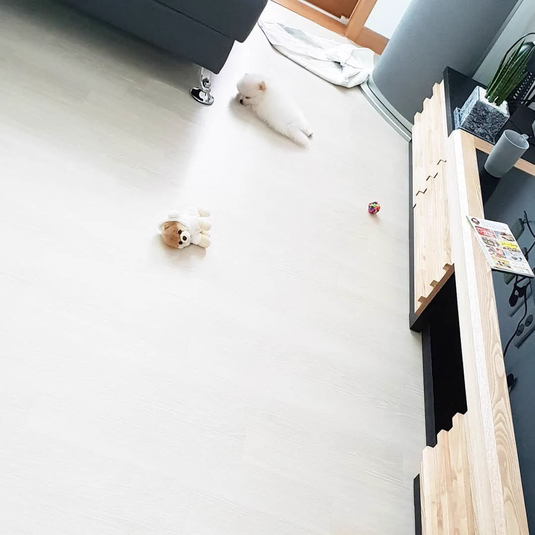 遊んでいるうちに寝落ちしてしまったポメラニアンｗｗｗメルヘンすぎる世界観になってるｗｗｗ