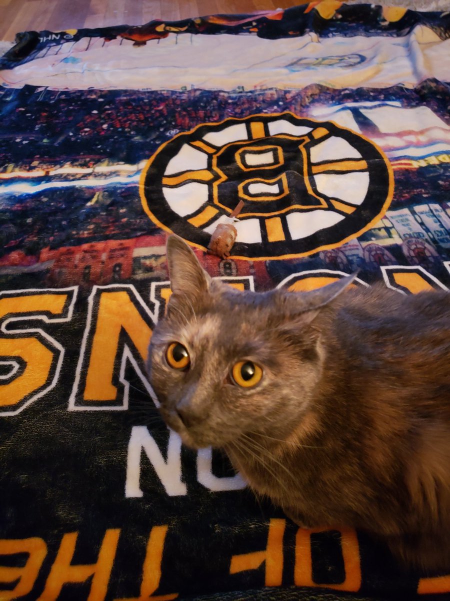 NachotheCat3's tweet photo. Nacho so sorry ebrybody...mi missed seeing da @NHLBruins game tonight cuz i getted stuck up on da roof!  Papito no eben noticed i gone!  Him too busy drinking da Gannsette beer and watching da hockey.  Mi gonna scratch him when he sleeping. https://t.co/TDESjS2t1u