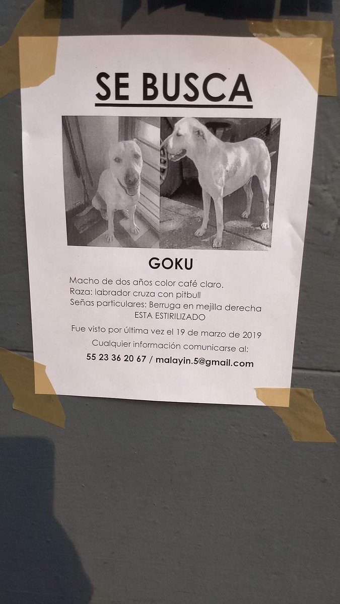 ateneacabre's tweet photo. De vedad espero que sea mentira que algo le pado a Goku! Si pueden compartan  por favor! No merece que le hagan algo es muy lindo él no tiene la culpa que regrese a su casa!!! @5antaMerlina. @StaMaRibSegura. @SuzSaenz7 @VecinaEnAlerta https://t.co/rNZ4b1oCn0