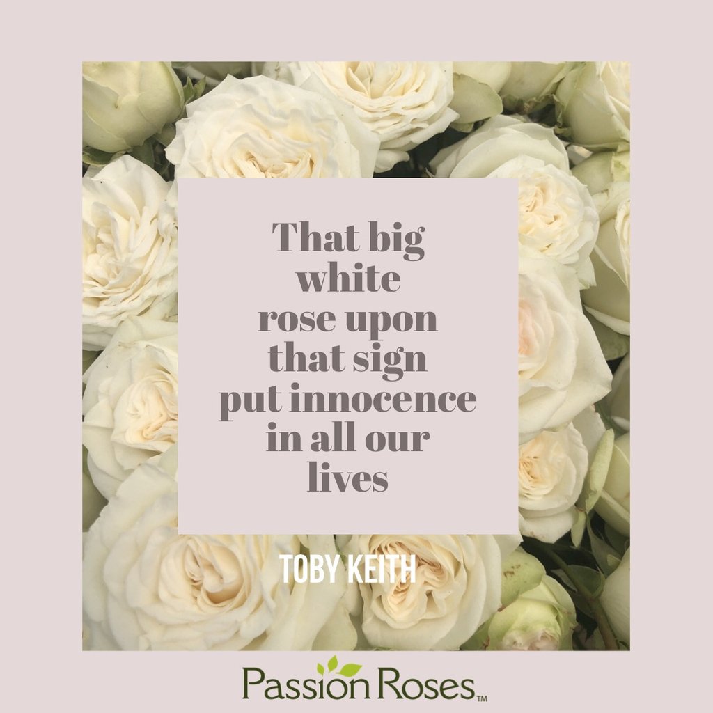 passionroses's tweet photo. #rose #rosequote #passionroses #passiongrowers #flowerstagram #flowers #roses #flower #quoteoftheday #instagood #lifestyle #instaquote #songlyrics #tobykeith https://t.co/60arSSzrY7