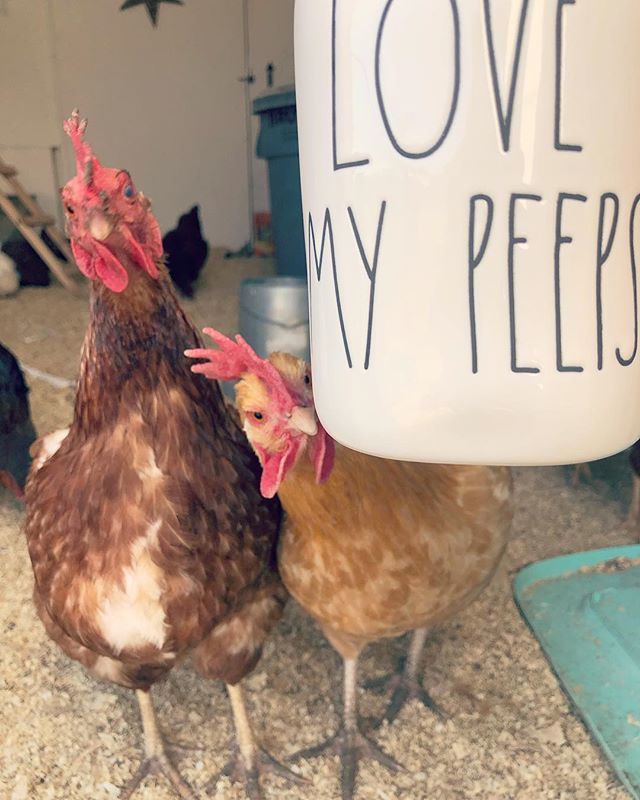 CoopCrate's tweet photo. Got my new @raedunn mug and while this isn’t the greatest photo of the mug itself I love their faces!!! Poor Orangalina looks like a hot mess but she and her bestie Goldie Fahn are always my biggest hams 😂❤️ #chickensofig #chickensofig  #coop_crate  … https://t.co/ynsuNroddb https://t.co/RtUaUYsYKA