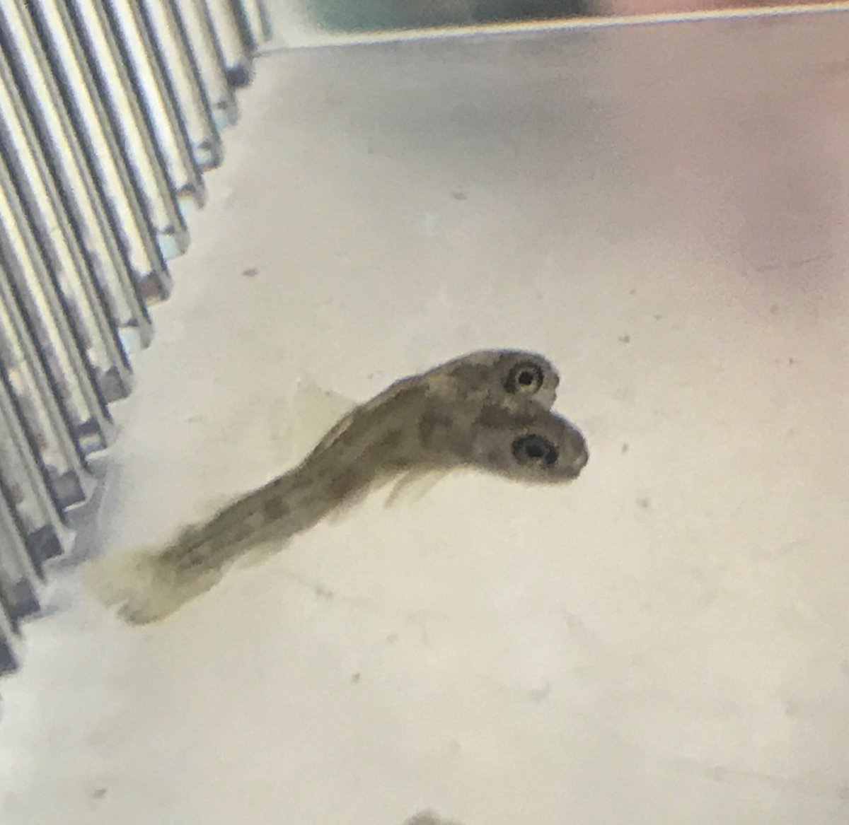 Are two heads better than one? One of our trout definitely thinks so! <a href="/GeetMrs/">Mrs. Gee</a> <a href="/cvtu/">Candlewood Valley TU</a>