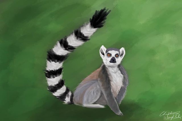DesignGrown's tweet photo. I #painted a lemur and thought he was cute, so thought I would share! #artpractice #digitaldrawing #digitalpainting #graphicdesign #design #graphicdesigner #lemur #art #yqu #gpab @jhanson_art https://t.co/1oNxGU9AQv https://t.co/egfaHXsSTN