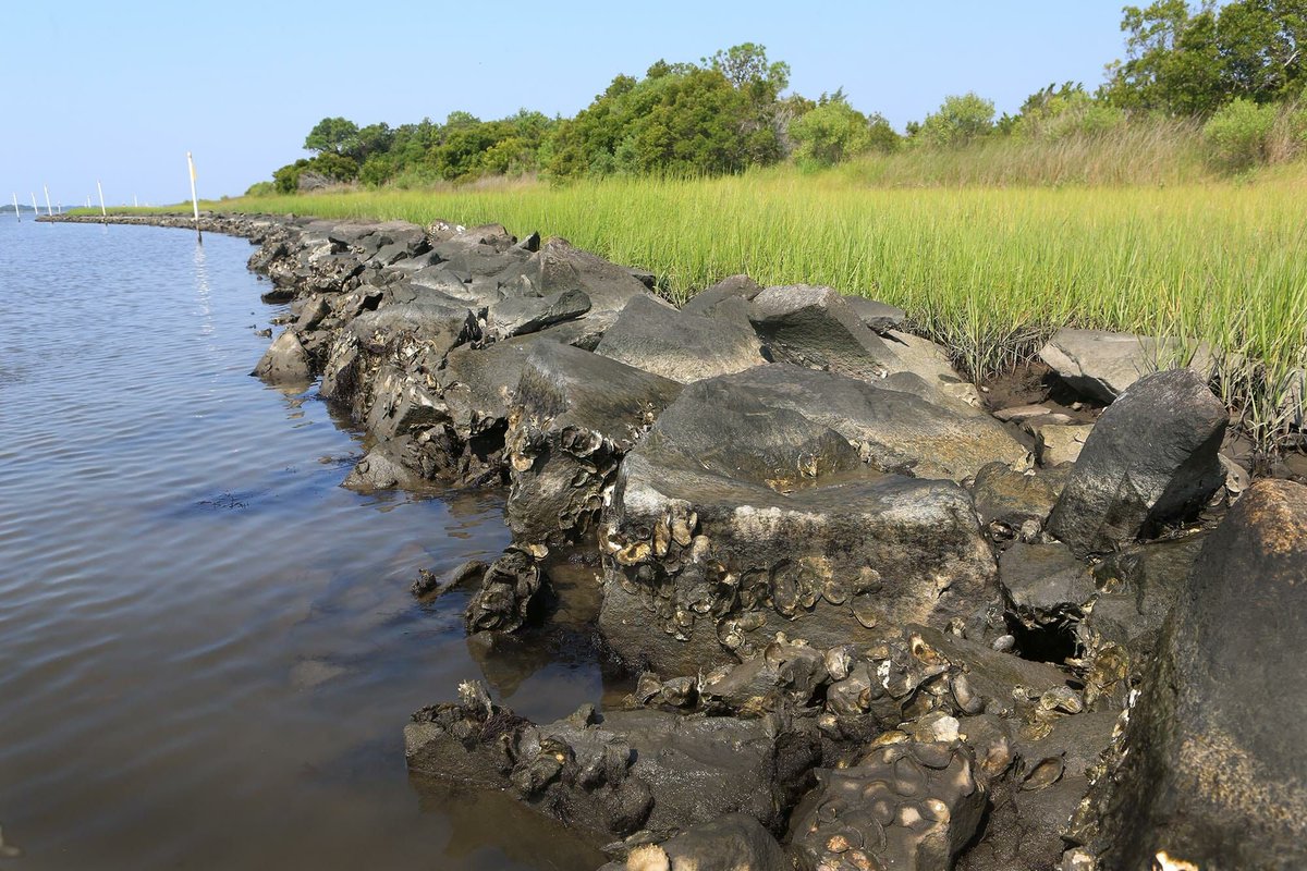 BolsaChica_LT's tweet photo. salt marshes and other 'living shorelines' are better at buffering storms than man-made barriers like bulkheads. They're not only better, but they are more cost-effective too. https://t.co/Hu5tzvEtnW
#saltmarshes #wetlands #corralreefs #livingshorelines #flooding #sealevelrise https://t.co/oQVA79ITsd