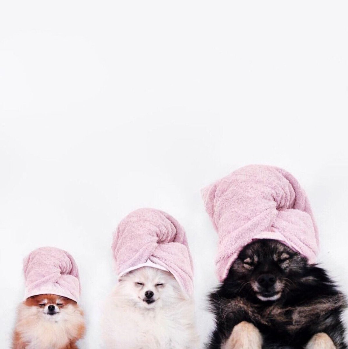 derma_e's tweet image. When the squad comes over for spa day. 🐶 

#crueltyfree #againstanimaltesting
#dermaeheartsanimals
#regram freepeopleshowroom