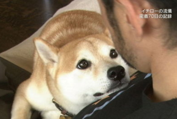 イチロー選手の愛犬一弓 いっきゅう の犬種と年齢は 弓子夫人と共に支えた家族 Sawasaura