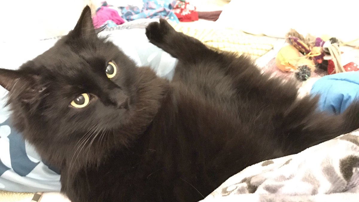 kodathekitten's tweet photo. My big human was in a place called a “hospital” for a while. She’s back and moving a lot more slowly than normal. I’m staying underfoot in case she needs me.
#HelpfulKitty
#HealingKitty
#BlackCats https://t.co/smuOYmOLCq