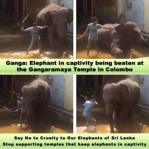 Eden Publications (@edenpubs) on Twitter photo .<a href="/AzzamAmeen/">Azzam Ameen</a> please tell the story of baby #Ganga. She won her court case in 2016 but court ruling not enforced. She is shackled still & beaten still. ⤵⤵ .<a href="/AzzamAmeen/">Azzam Ameen</a> please tell the story of baby #Ganga. She won her court case in 2016 but court ruling not enforced. She is shackled still & beaten still. ⤵⤵