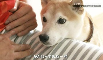 イチロー選手の愛犬一弓 いっきゅう の犬種と年齢は 弓子夫人と共に支えた家族 Sawasaura