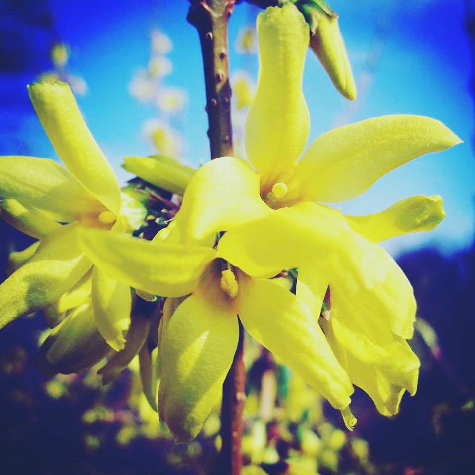 Forsythiasuspensa Twitter Search Twitter Forsythiasuspensa Twitter Search Twitter