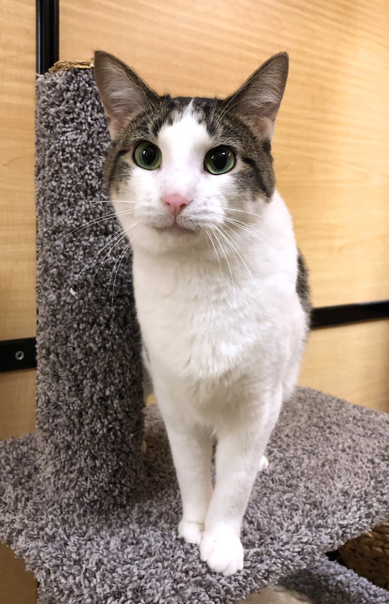 AllCatsRescue's tweet photo. Zach (white/tabby) and Binx (black) are the sweetest, most loving bros! They are friendly and gentle and love people and getting attention from them! They are right around 1.5 years old, front declawed, already neutered, and are waiting to meet you at PetSmart on Louise Avenue! https://t.co/quGjhC2n8o