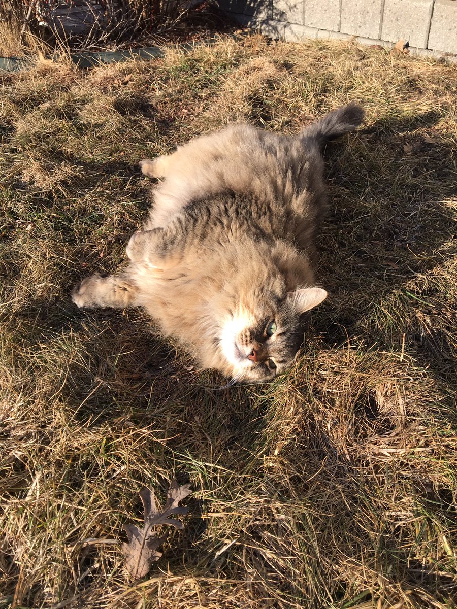 laurendanger's tweet photo. Thor Longtail would like to wish you a happy springtime. He has enjoyed rolling about the front lawn upon the wet grass and mud. He was sad to be chased in so I could go to work. It is that nice in #yyc today.
#CatsOfTwitter #floofy #forestcat #firstdayofspring2019 https://t.co/GTppLSQkCe