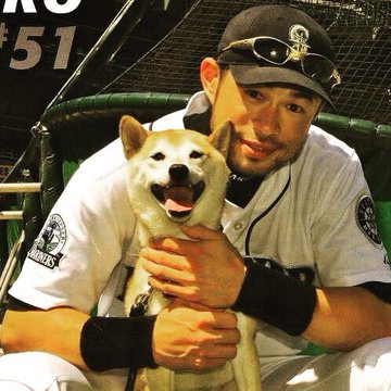 イチロー選手の愛犬一弓 いっきゅう の犬種と年齢は 弓子夫人と共に支えた家族 Sawasaura