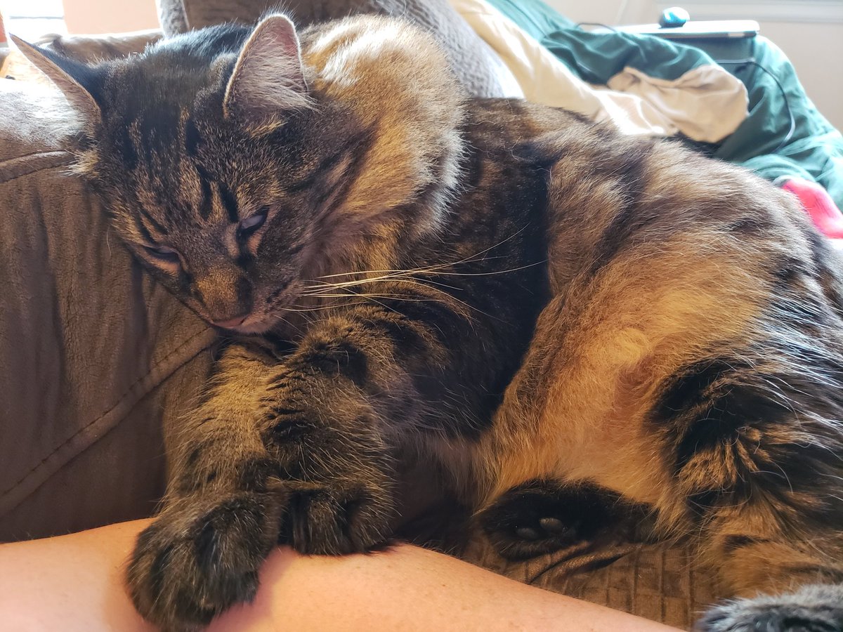 fuzzykittyface's tweet photo. Nap time #purr https://t.co/E7pIr9xjdJ