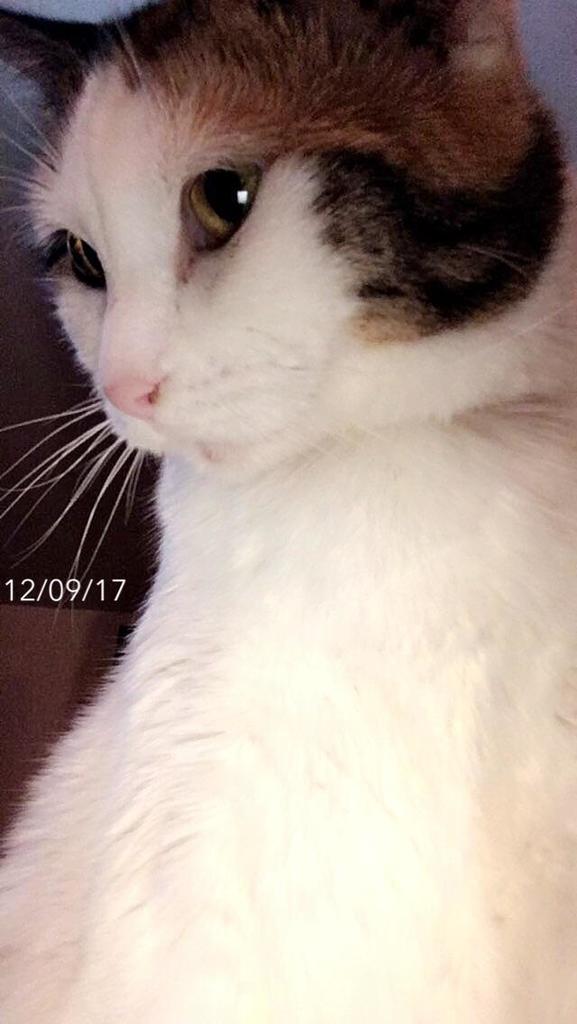 welikekittens's tweet image. My baby passed away last night. She started life in my arms and that’s where she ended it, too. She was almost 10 years old. This is my favorite picture of her.💜 #cats #cutecats #bestmeow