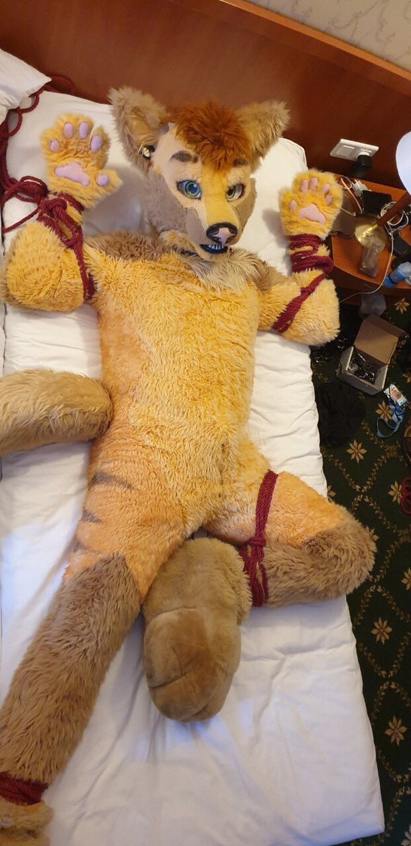 WolfyBound's tweet photo. Pup wolf a little but stuck in predicament situation >.< ❤️ pls help #bdsm #bondage #furry #fursuit https://t.co/ylk4qpgz3i