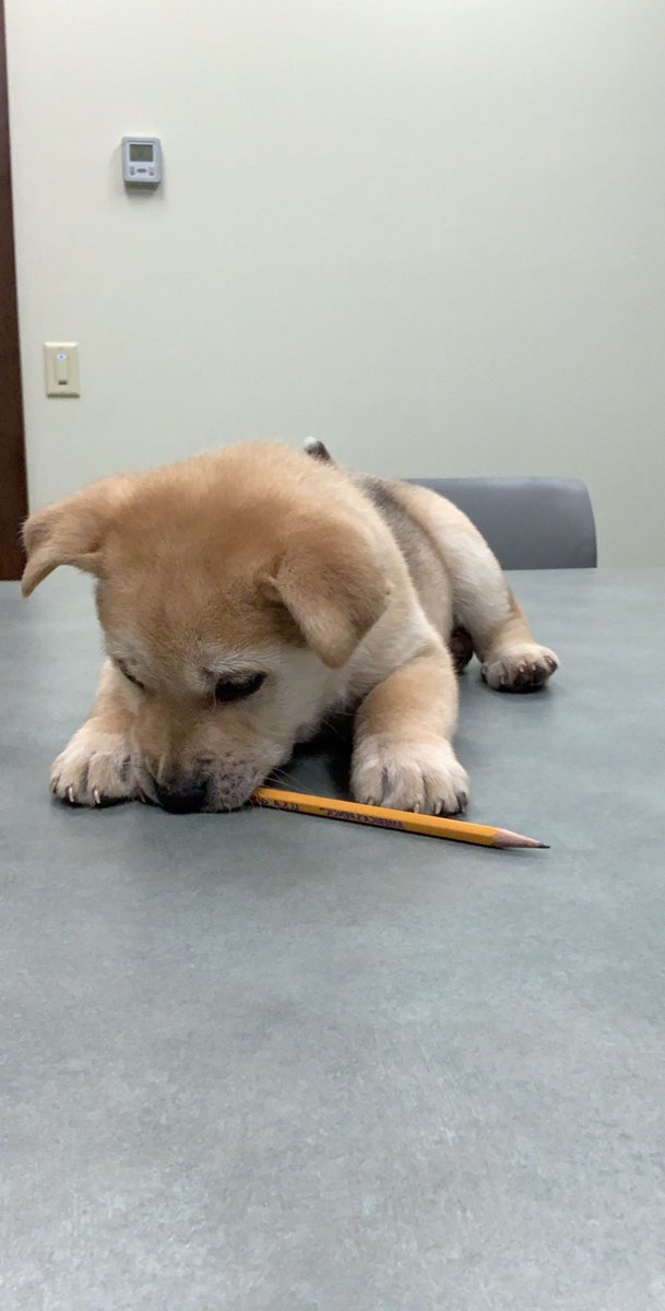 Hannah29630546's tweet photo. We had a (very cute) special guest at our staff meeting today 🐶🐾 #ilovemyjob #ilovepuppies https://t.co/Y2MQ71bwK7