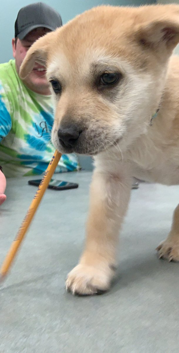 Hannah29630546's tweet photo. We had a (very cute) special guest at our staff meeting today 🐶🐾 #ilovemyjob #ilovepuppies https://t.co/Y2MQ71bwK7