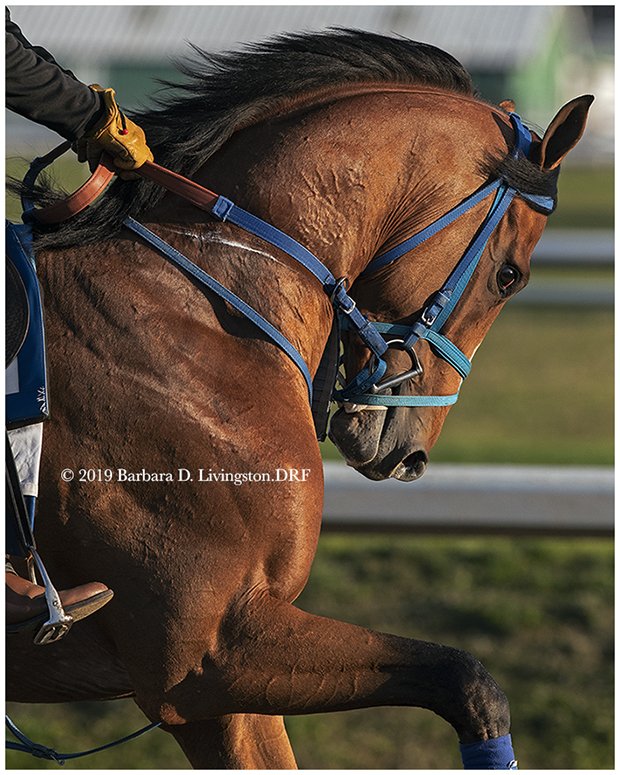 DRFLivingston's tweet photo. BY MY STANDARDS (Goldencents), trained by Bret Calhoun, this morning at @fairgroundsnola .  The handsome 3-year-old colt is scheduled to run in Saturday's G2 Louisiana Derby. https://t.co/r8Rrw67DJG
