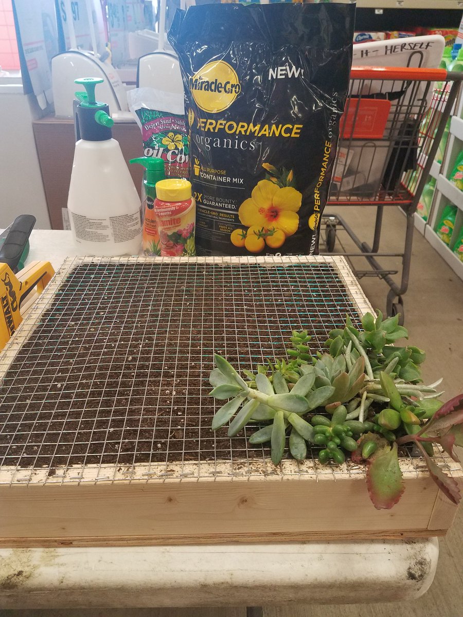 AriesOF1995's tweet photo. All ready to teach you how to DO IT HERSELF! Succulent Wall Decor! Featuring the newest MiracleGrow Organics! Come down to Issaquah Home Depot...starting time is 6:30! #DIH #WorkshopsthatWORK @taelyloynd @THDPNWPride @HDJimCook https://t.co/GBWK11VfdX