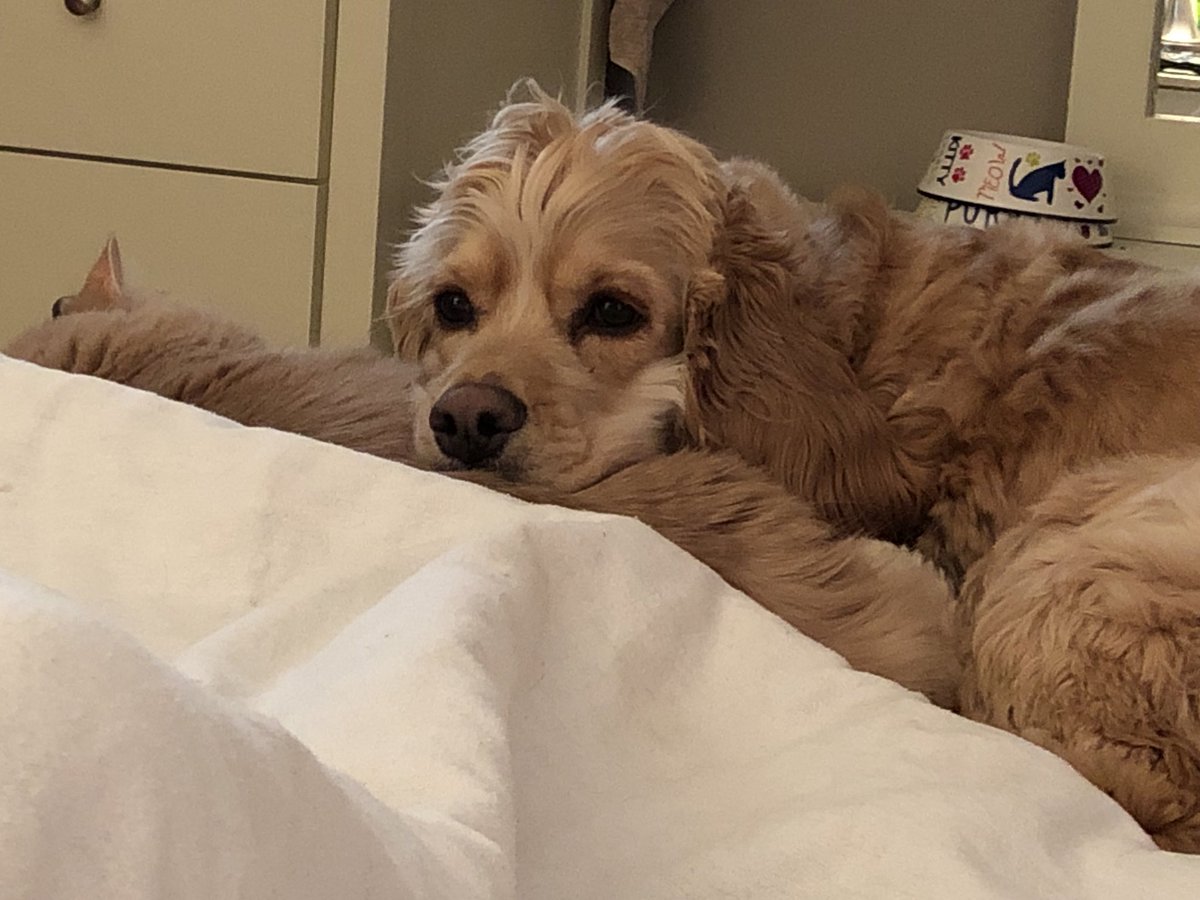 catrinazadow's tweet photo. My moms dog SMILING while cuddling her cat ♥️♥️😭😭 https://t.co/O2aHp5UpFc
