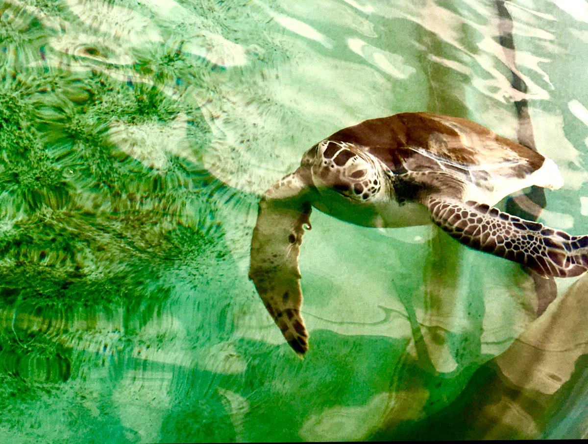 BTMSSTEM's tweet image. So excited for my students to raise funds and awareness for these beautiful creatures through a STEM literacy project 📚📈🔬🐢
#eaglepride #turtleawareness #readingisfun #giveback
@BTMSeagles