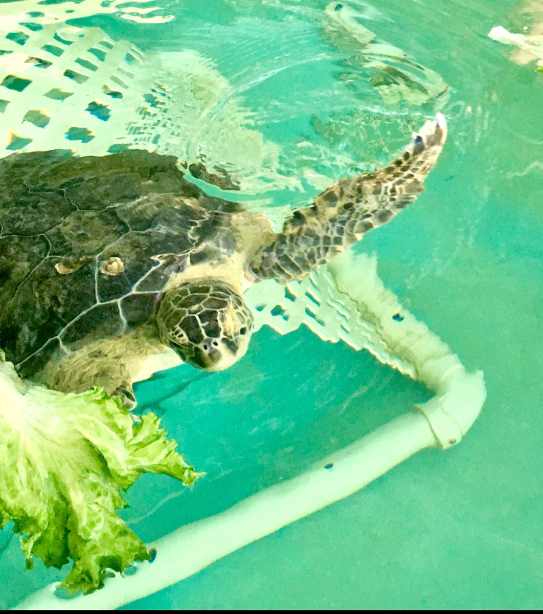 BTMSSTEM's tweet image. So excited for my students to raise funds and awareness for these beautiful creatures through a STEM literacy project 📚📈🔬🐢
#eaglepride #turtleawareness #readingisfun #giveback
@BTMSeagles