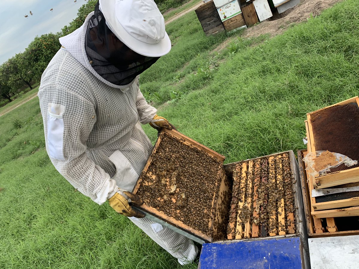 LozarApiary's tweet photo. Today inspecting the hive                              #bee #bees #beekeeper #Beekeeping #honeybees #nature #photo https://t.co/e1WeaPOsWc