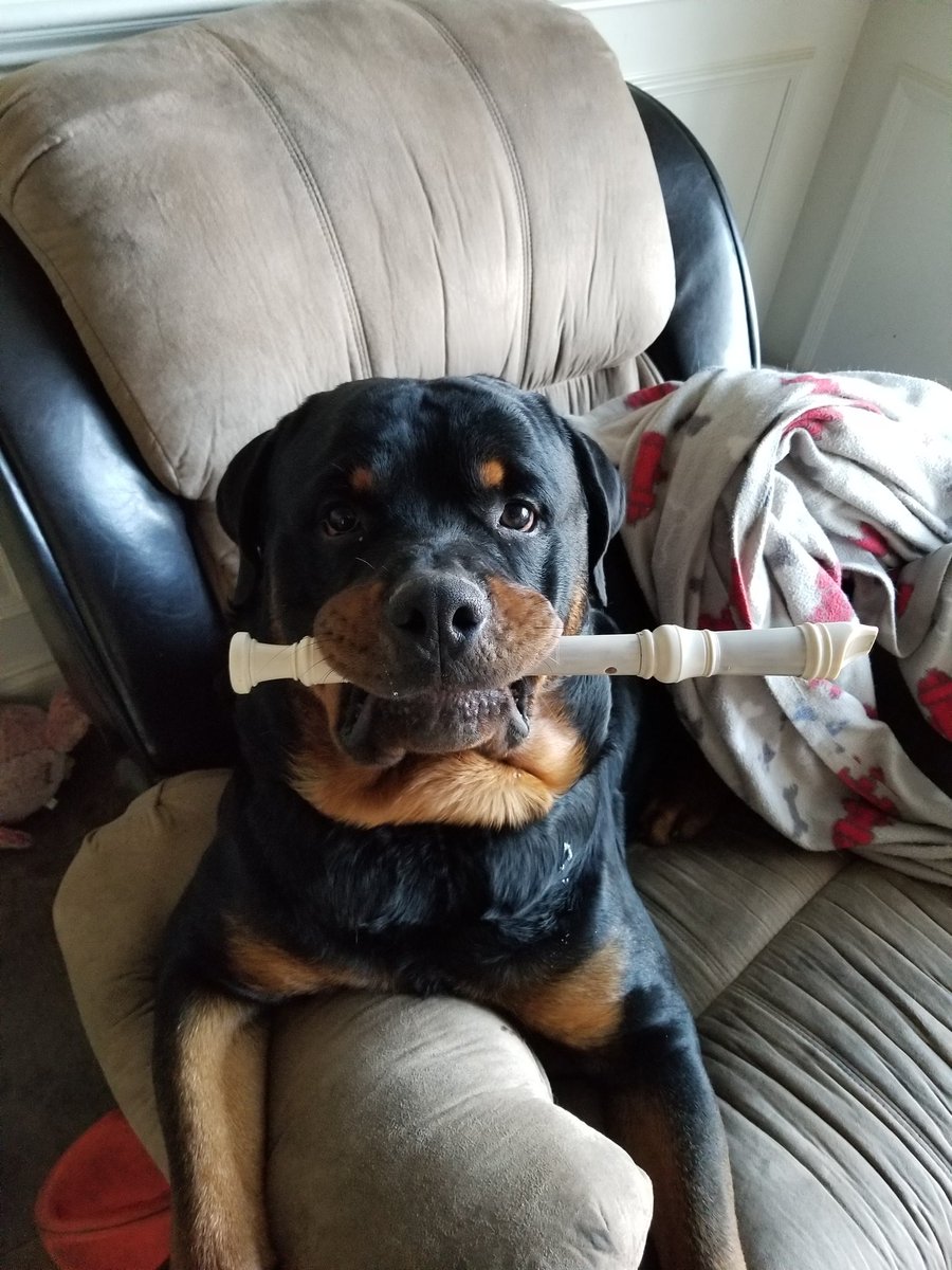 dolfan110's tweet photo. #MaximusToTheMaxMelton is practicing his fave teams fight song during #marchmadness 
@GatorsMBK @Memphis_MBB
#NCAA #NIT #Rottweiler #Dogs #DogsOfTwitter #StoleItFromHisHuman #NotTwoYet #PuppyAntics https://t.co/Iks2BEuFUE