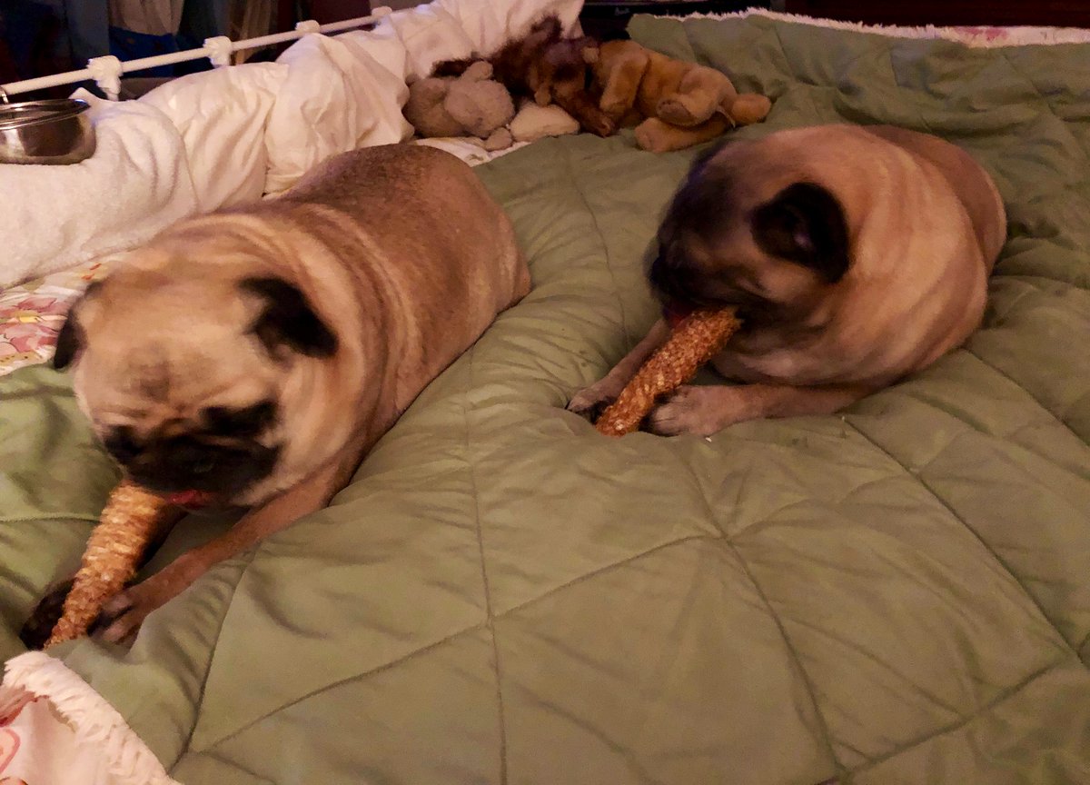 LisaAlesci's tweet photo. Muh babbas are so happy to be upstairs enjoying their chewies with the fan blowing. Can I get you a light there, boys?๐ #DougAndDaniel #PugsOfTwitter #AdoptDontShop ๐พ๐ https://t.co/lkcsi1v2f6