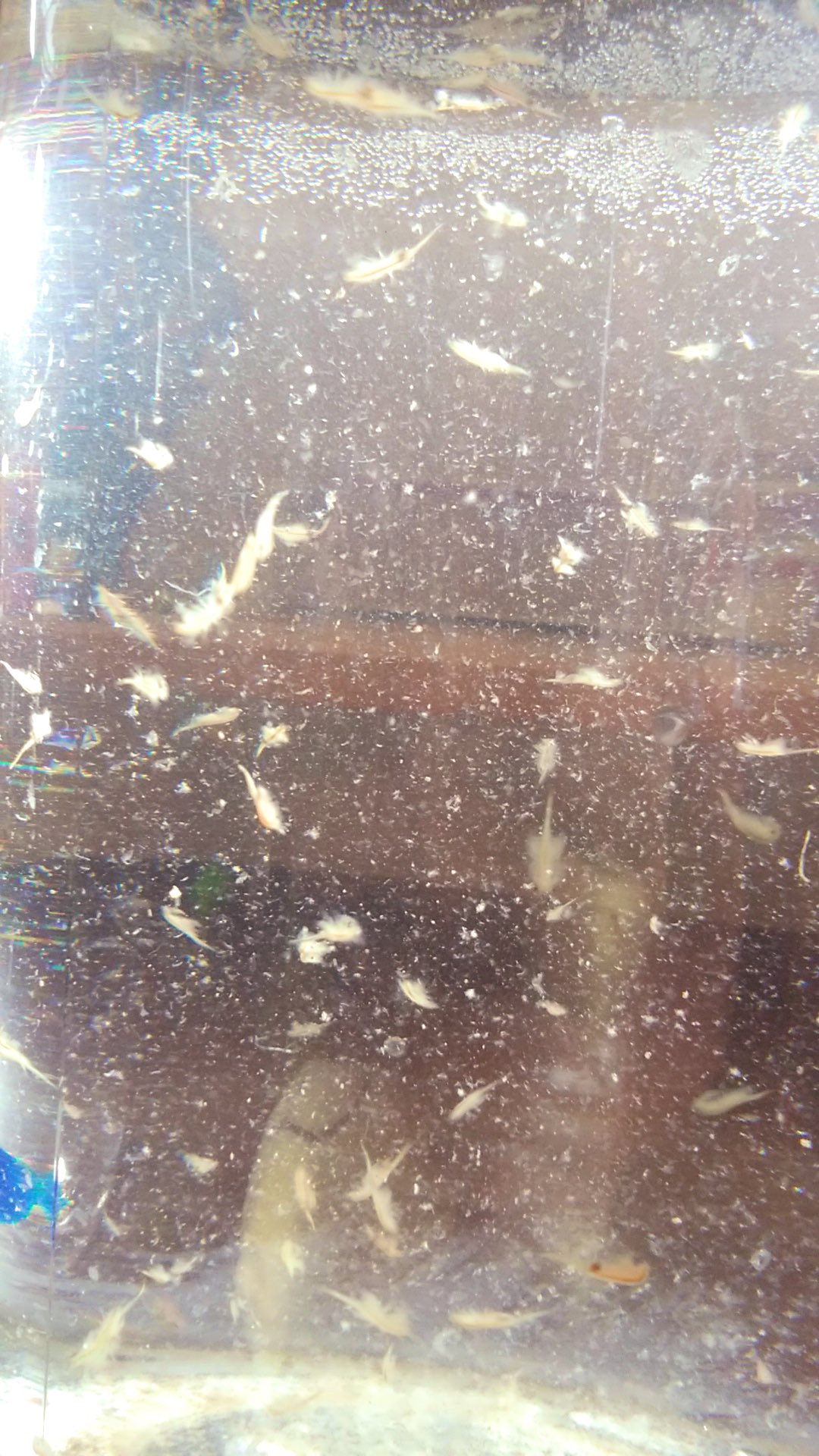 シーモンキー Twitter Search Twitter