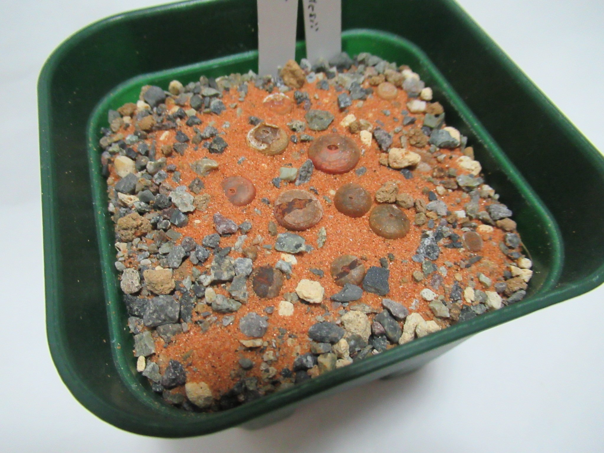 たわし集め Tawashi Atsume 休止中 Dmくだされば反応します 多分 𝑳𝒊𝒕𝒉𝒐𝒑𝒔 𝒂𝒖𝒄𝒂𝒎𝒑𝒊𝒂𝒆 C173 60 Km Se Of Kuruman Prov Cape Rsa 石に擬態する植物 リトープス 日輪玉とも呼ばれる種類で 赤茶色の葉にヒビのような模様が浮かぶ