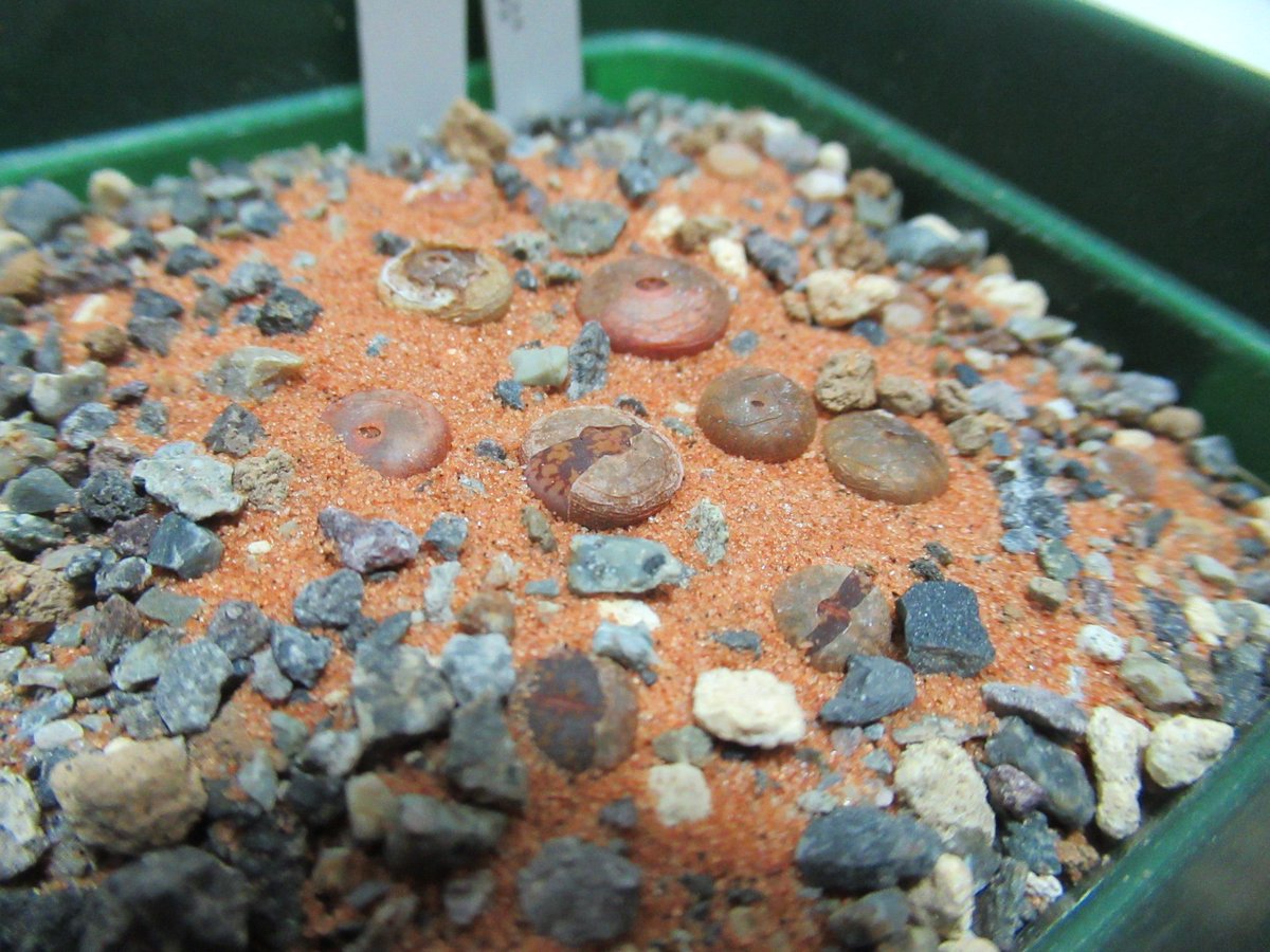 たわし集め Tawashi Atsume 𝑳𝒊𝒕𝒉𝒐𝒑𝒔 𝒂𝒖𝒄𝒂𝒎𝒑𝒊𝒂𝒆 C173 60 Km Se Of Kuruman Prov Cape Rsa 石に擬態する植物 リトープス 日輪玉とも呼ばれる種類で 赤茶色の葉にヒビのような模様が浮かぶ 今は脱皮の季節で古い葉の下に新しい葉が