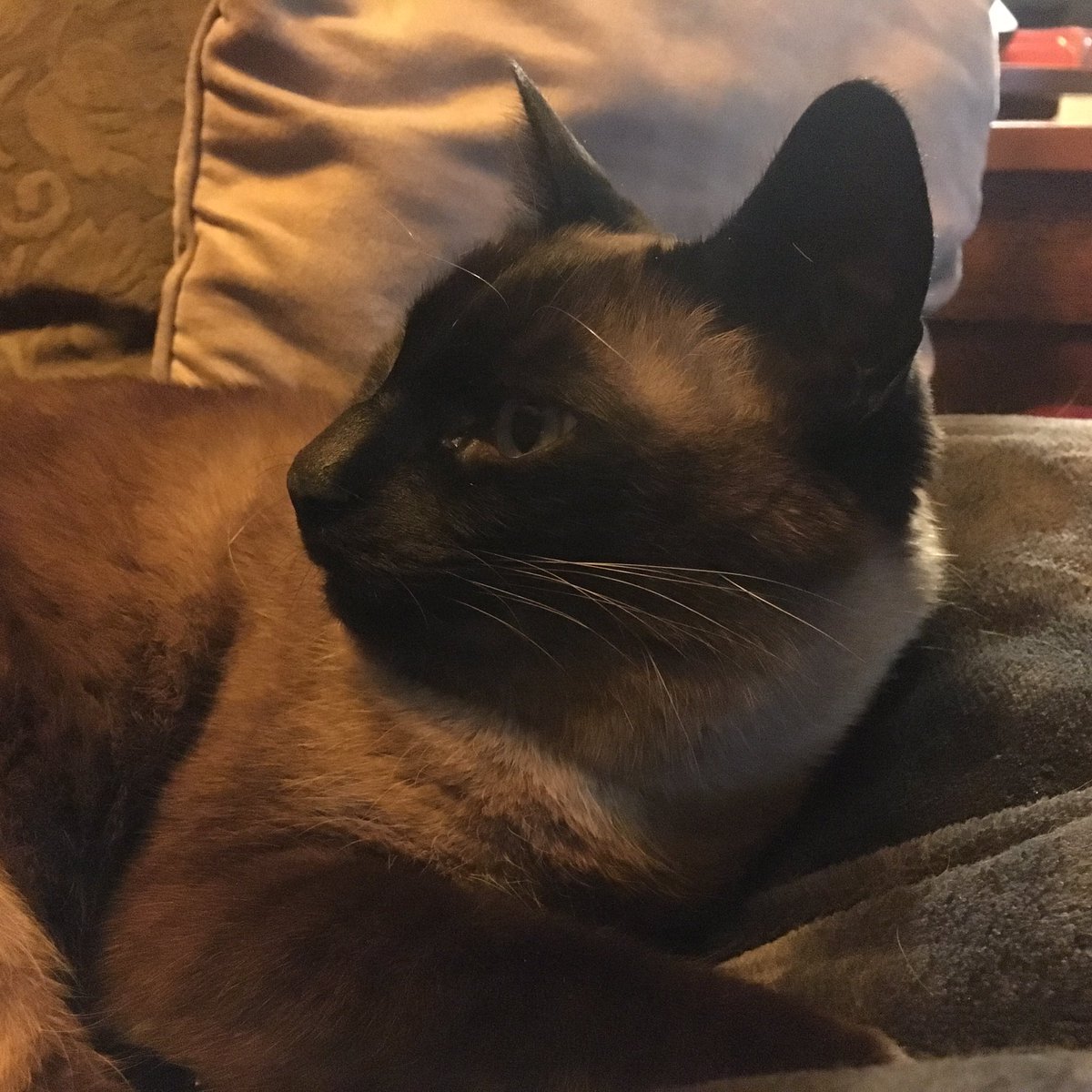 ulkaM's tweet image. Executive producer Mr. Bingley of @socratica thinks he hears a noise on set. #notabird #backtosleep More videos coming soon! #voiceover #sql #socratica