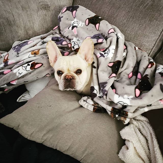 TayloreMarie13's tweet photo. Oh, were you sitting here? .
.
.
#blanketfort #snugasabug #notmoving #hog #frenchiesofinstagram #frenchbulldog #duke #dogsofinstagram #dogsofmontana #frenchbulldoglove #frenchielife #dogoftheday https://t.co/sfaWGp8xLK https://t.co/rcFXYr4YD1
