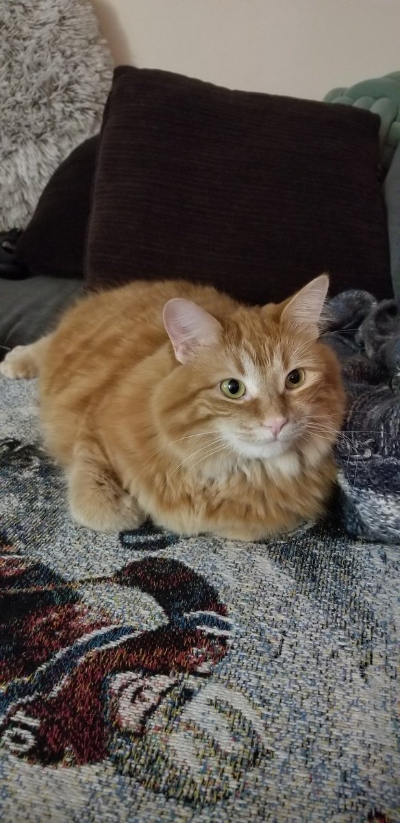 Jvellz12's tweet photo. @TheIceGarden Ellie wants in on this #orangeisin #manxcat #fluffy #bellyrubsareherfav #shethinksshesadog https://t.co/FZzA5z1e46