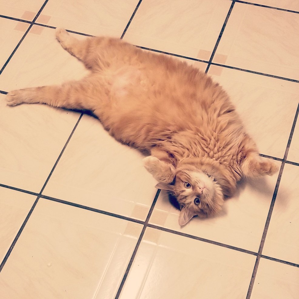 Jvellz12's tweet photo. @TheIceGarden Ellie wants in on this #orangeisin #manxcat #fluffy #bellyrubsareherfav #shethinksshesadog https://t.co/FZzA5z1e46
