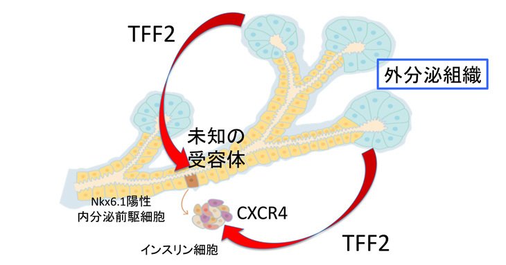 Ips細胞研究所 On Twitter 川口義弥教授のグループが 胎生期膵臓外分泌組織から分泌されるタンパク質 Tff2 が内分泌細胞の生存をサポートしていることを見出し 論文発表しました Https T Co Xqq2krsorj