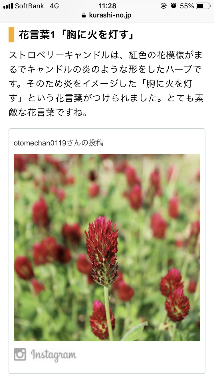 パワポの人 ストロベリーキャンドルって造語かと思ったらお花の名前だったのかー 素敵な花言葉だなーーー T Co 7xmivnl9fs Twitter