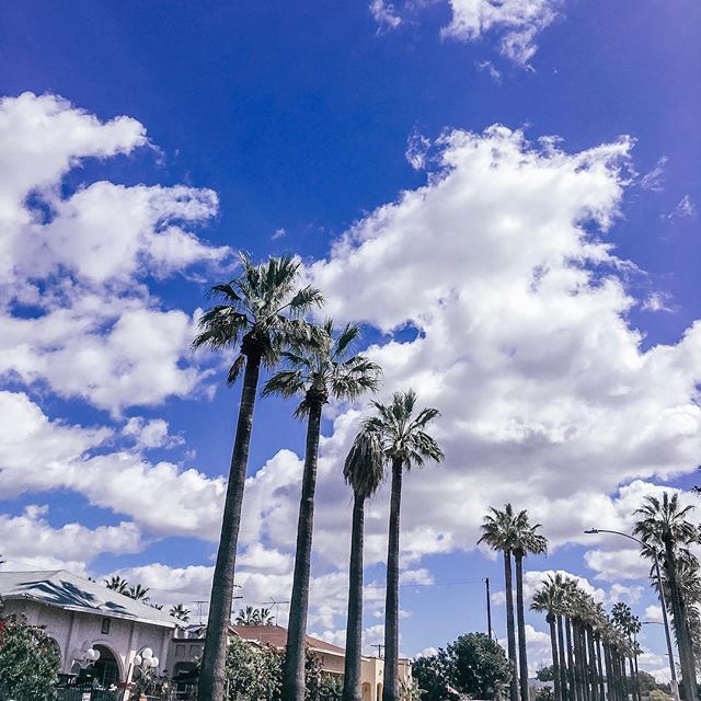 MrsGlobalicious's tweet photo. After rain comes sunshine 🌴🌤 .
.
.
.
.
.
.
.
.
.
.
.

#itneverrainsinsoutherncalifornia #losangelesworld #calilove #sunshineaftertherain #palmtreelover #palmtreeseverywhere https://t.co/teUCiVnYC1 https://t.co/IiUyqH5EzN
