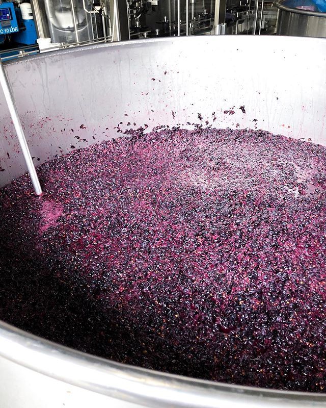 TheWineryWitch's tweet photo. During Vintage 2019, the winery is action packed as the winemakers are busy fermenting, plunging and transferring the wine into oak to start ageing.
.
.
.
.
#vintage2019 #witchesfallswinery #workingwinery #fermenting #plunging #redwine #must https://t.co/vWd9VQSZMH