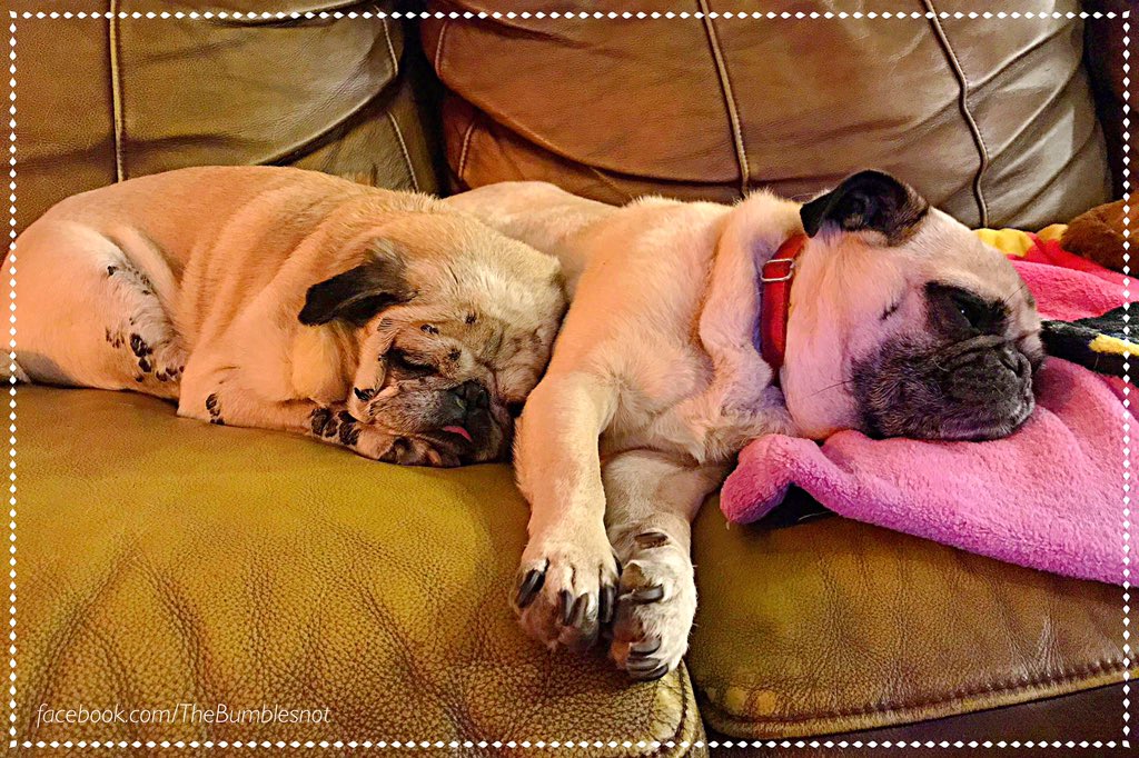 Little bro knows not to move a muscle lest he wake his very cute and sleepy sis.
🐶🙄🐶💤💗❤️
#sweetdreams #whatagoodboy #sargeoutforthecount #thatliltonguetho #squishybelly #smushface #sleepypugs #sleepingpugs #adoptdontshop