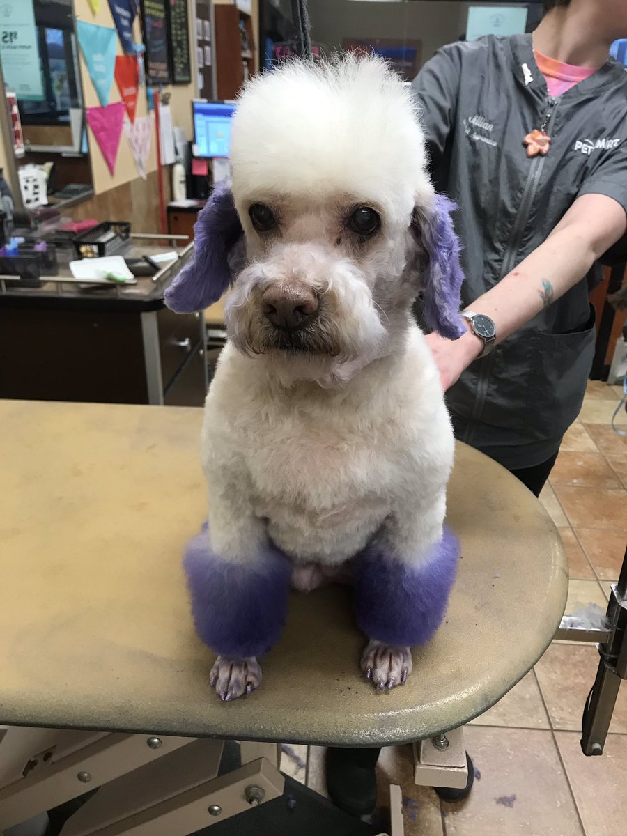 When your students groom your #poodlemix