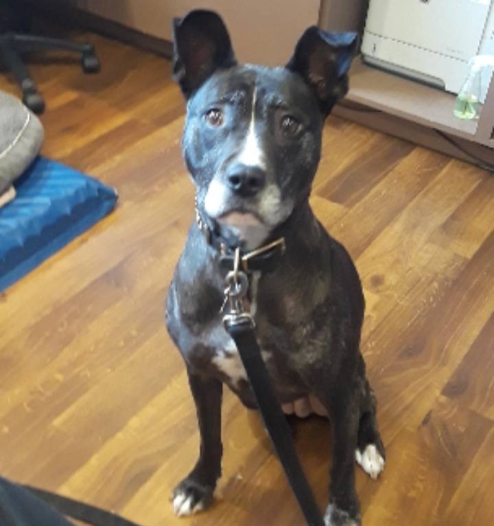 Pippa is the cutest 😍
#holisticvetcare #appointment #calm #canine #health #dog #love