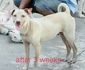 SecondPhil's tweet photo. oluve after 3 weeks in shelter😍😘💖🐕🐕🐕😊
please help second chance aspin shelter phil. inc https://t.co/5hQ6KgKLOv