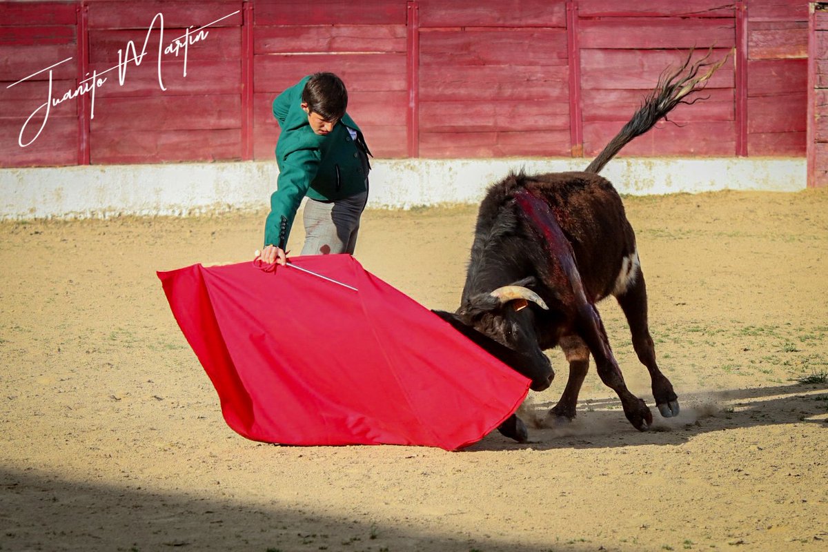 JuanitoMartin86's tweet photo. @mariosanro3 en la segunda tienta del certamen taurino Rosquilla de Oro en la plaza de Ledesma (Sa), con vacas de @ganaderiavaldefresno 

#tienta #bolsin #taurino #ledesma #Campocharro #campobravo #canon77d #sigma70200 https://t.co/KpIKtRZe8U