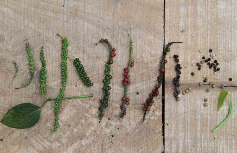 TheVikasKhanna's tweet photo. Working towards my 3rd Doctorate (PhD)
"Life of a Spice"
Did you know that during my research I found that Black Pepper is self pollinated and uses raindrops as a medium for pollen disposal for fertilization. 
This is Aimpirian pepper variety. 
#MiracleOfNature https://t.co/J3GHf9qfXH