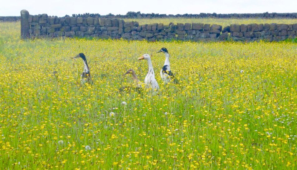 Littlepoems1's tweet photo. Four runner ducks in a row
With no particular place to go! 

https://t.co/HzaMX7J5IV #FridayFeeling #poetryforkids #northwestuk https://t.co/zWvhATccYy
